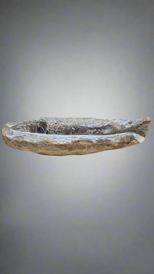 Fisch Fossil ca. 25 cm lang